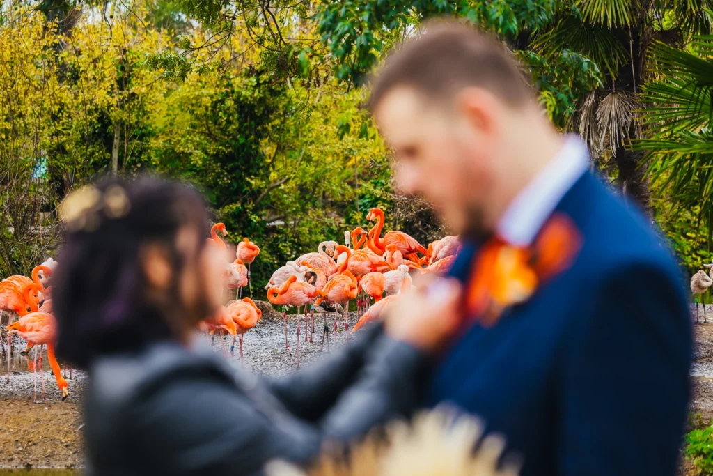 Bride fixing grooms suit blurred in the foreground whist the focus on the image is of the flamingos in the background