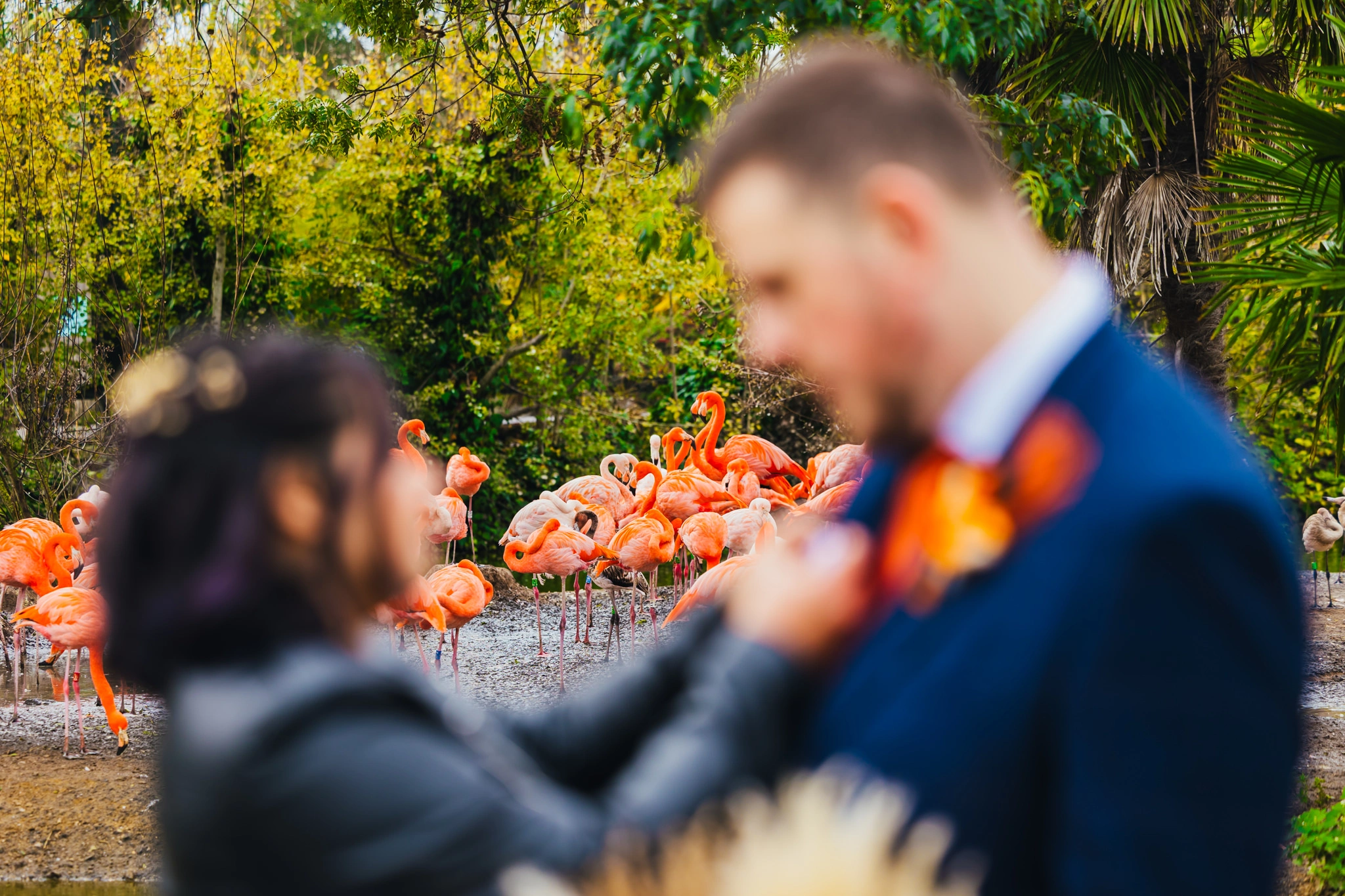 Blurry picture of couple, bride is sorting grooms buttonhole in the foreground whilst the photo is focused on flamingos in the background