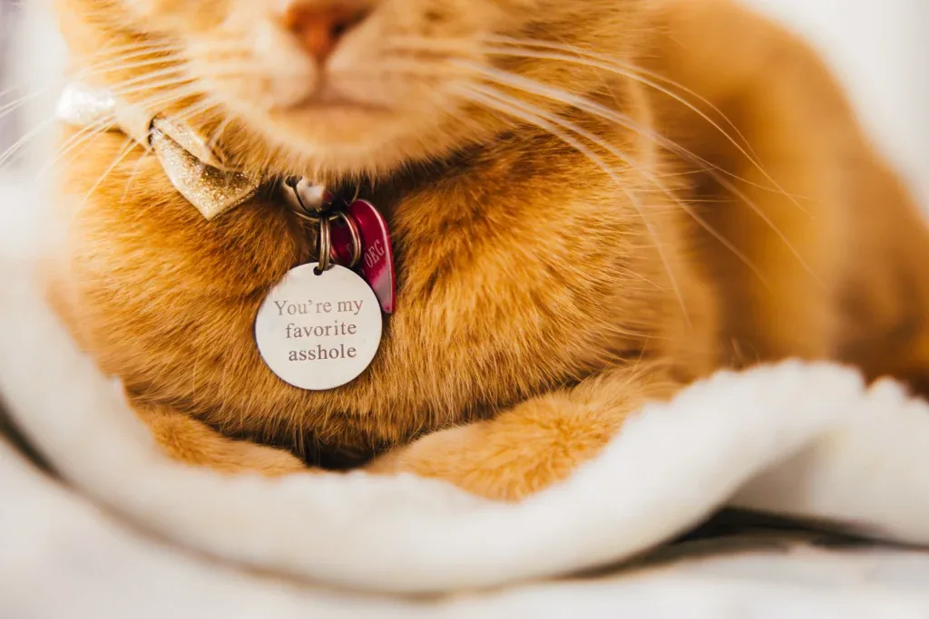 Ginger cat in a sparkly bow tie wearing a You're my favourite tag